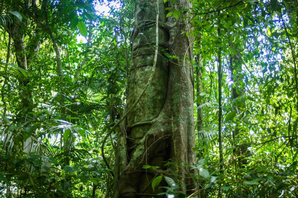 Ficus Estrangulador: notas de&nbsp;viaje