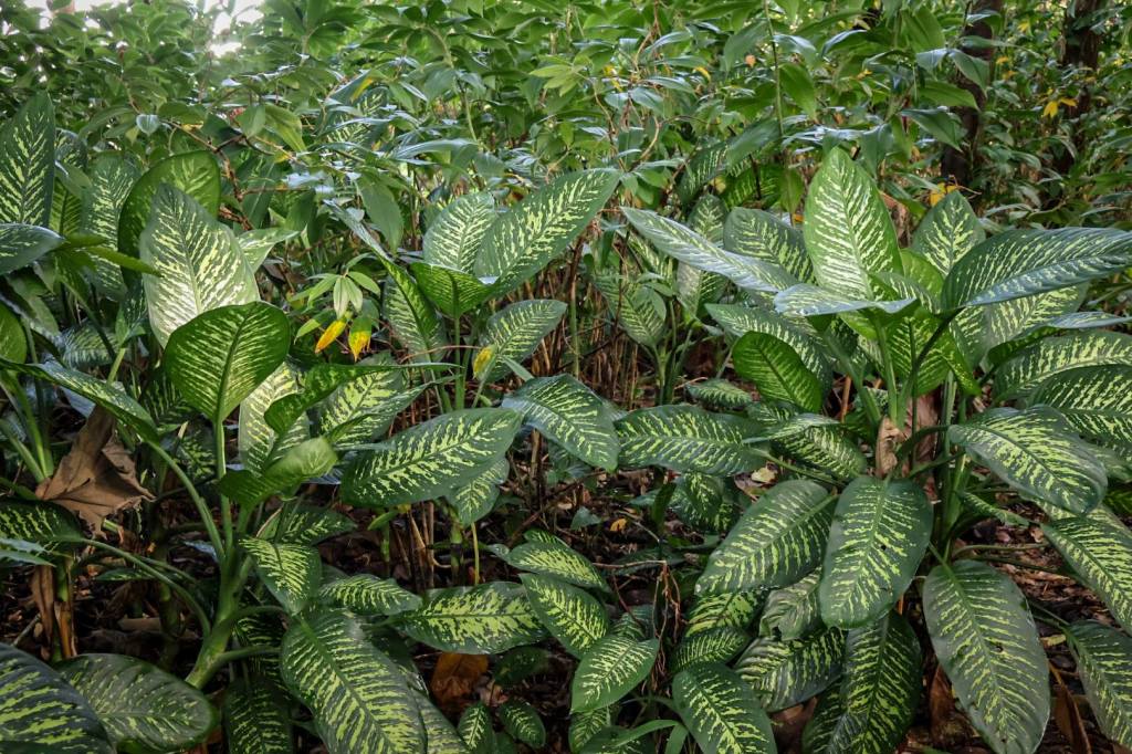 Lo que las plantas le hacen al pensamiento: para una pedagogía en medio de la extracción&nbsp;colonialista