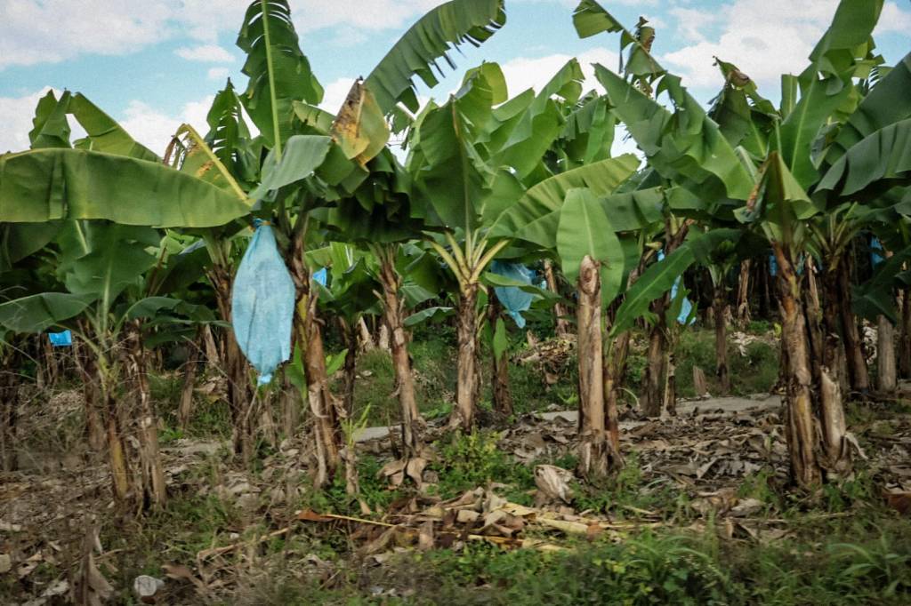 Cartografía de un paraíso artificial: apuntes sobre la razón platanera